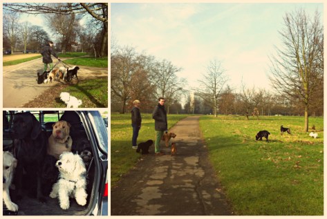 Dog walking, Hyde Park