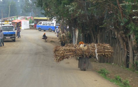 Eucalyptus gathering, Entoto, Ethiopia