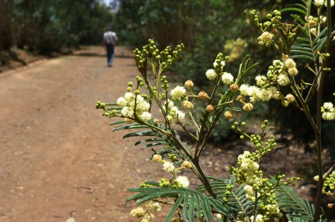 Mimosa tree, Entoto