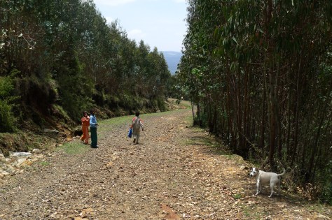 Eucalyptus trees, Entoto
